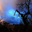 A tree in the sunset