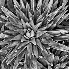 Black & White study of Plant