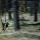 Search & Rescue (SAR) Dog in action