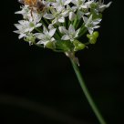 A Bee and Flowers