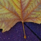 A fallen leaf