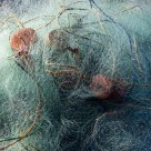 Fishing Nets