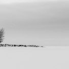 Lonely tree