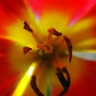 The core of the flower