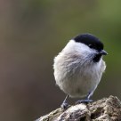 marsh tit