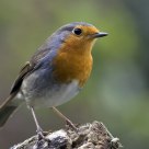 robin