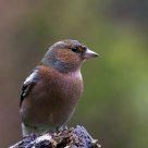 chaffinch