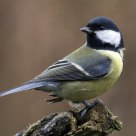great tit