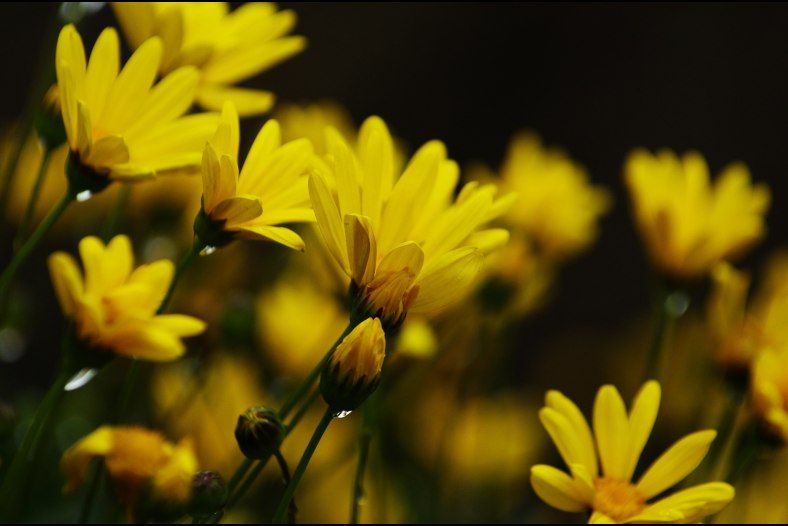 twinkle yellow