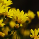 twinkle yellow