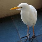 Egret in the morning