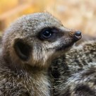 Meerkats