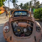 Surfer Beetle