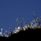 Silhouttes