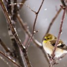 Goldfinch in the Snow.