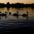 Pelicans on Lake Balboa