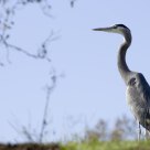 Heron