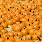 Pumpkin Patch