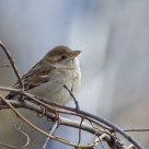 a house sparrow