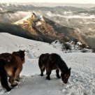 Horses in the snow