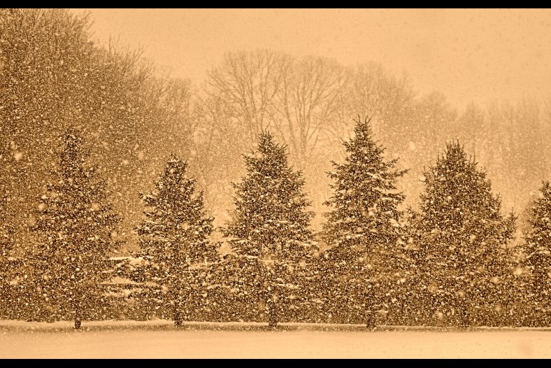 Trees in Snowstorm