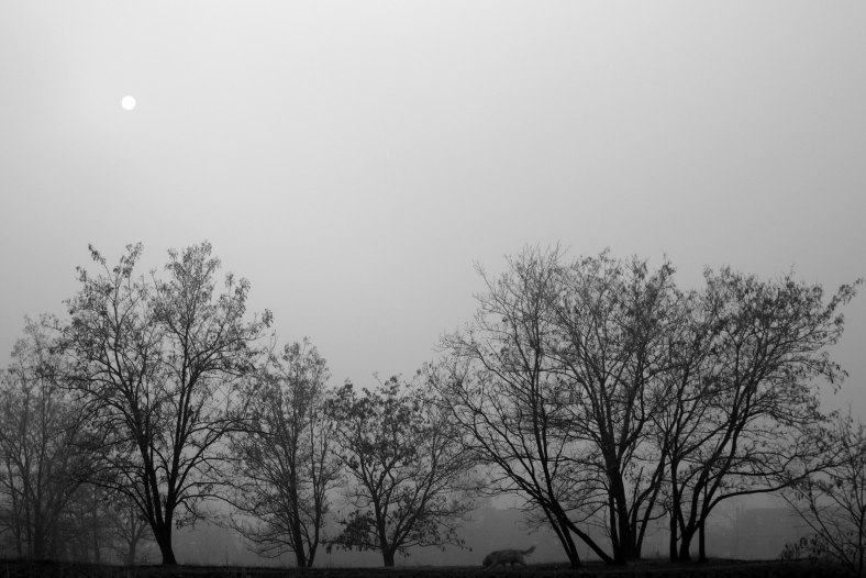 Foggy