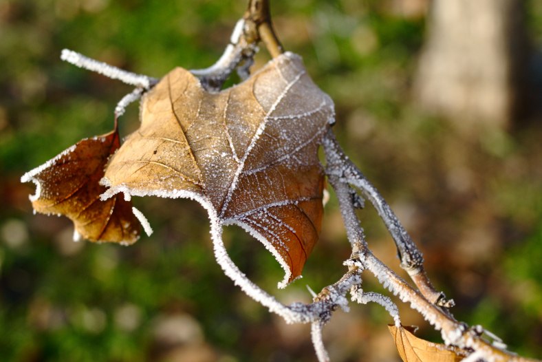 frosty
