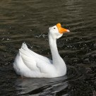 singing goose
