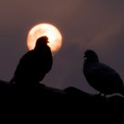 Sunset & Pigiens 