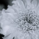 Heartshape flower