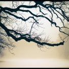 fog in the park