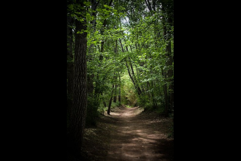 El bosque