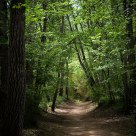 El bosque