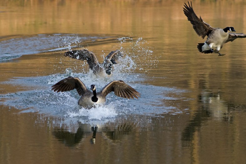 Landing