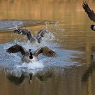 Landing