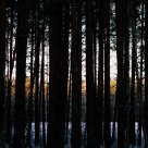 Winter forest