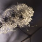 Macro d'hiver
