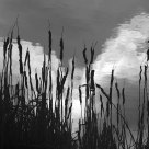 Bulrushes