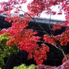 Japanese maple in rain