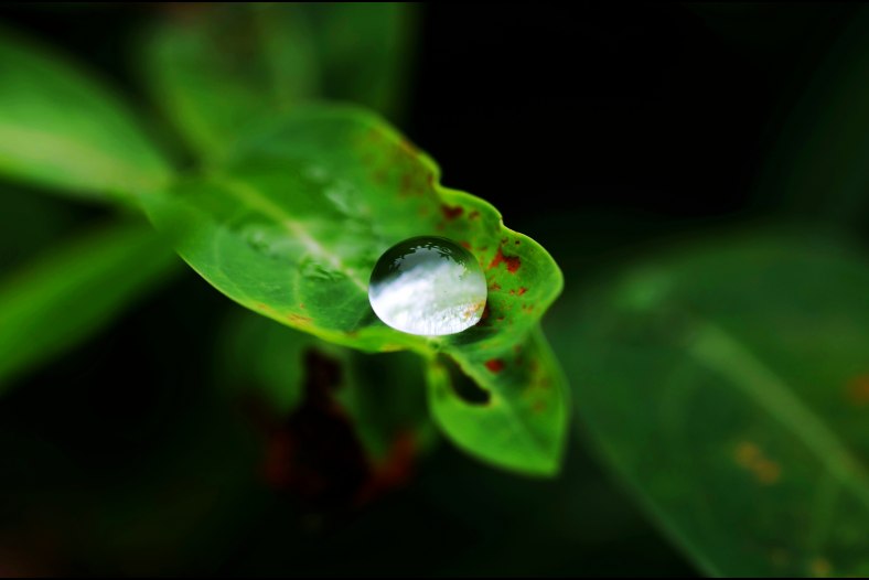 dewdrop