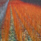 Firin' Field 