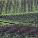 Vignobles