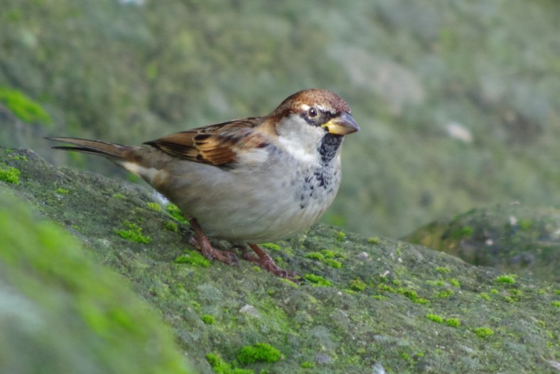 Passero Comune Maschio - House Sparrow Male 