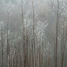 Rime
