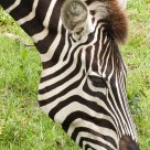 Zebrahead