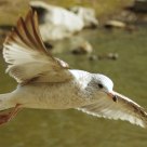 In Flight