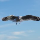 Gull in Flight
