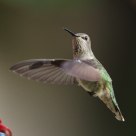 Hummer In Flight