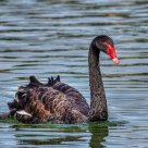 Black Swan