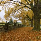 Fallen Leaves